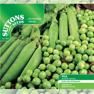 Pea Kelvedon Wonder